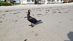 Phalacrocorax auritus image