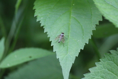 Chrysopilus andersoni
