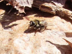 Criorhina verbosa