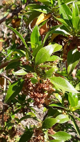 Phyllis viscosa