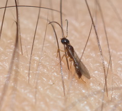 Prionopelta kraepelini