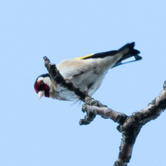 Carduelis carduelis