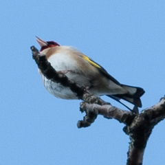 Carduelis carduelis
