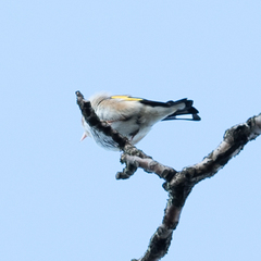 Carduelis carduelis