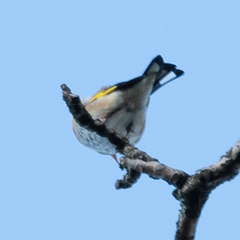 Carduelis carduelis