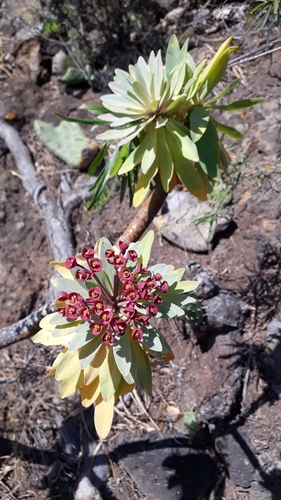 Image of Euphorbia Atropurpurea (Euphorbia atropurpurea) by (c) Alessia Guggisberg, some rights reserved (CC BY)