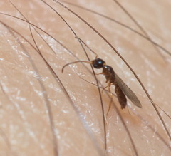 Prionopelta kraepelini