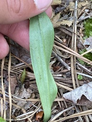 Platanthera clavellata