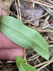 Platanthera clavellata