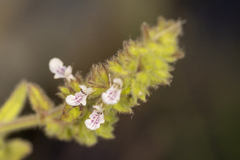 Stachys stricta