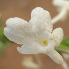 Chascanum