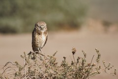 Athene cunicularia hypugaea