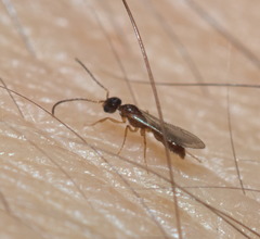 Prionopelta kraepelini