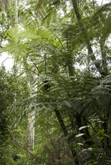 Alsophila setosa