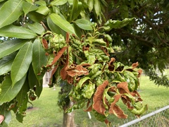 Aceria litchii