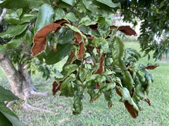 Aceria litchii