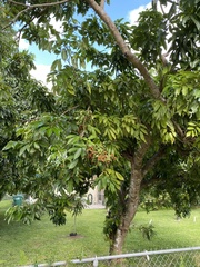 Aceria litchii