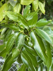 Aceria litchii