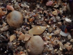 Austroginella translucida