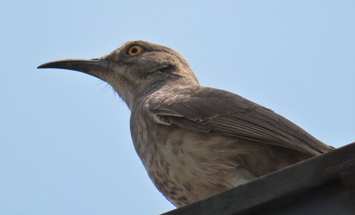 Curve-billed Thrasher, photo 6 of 10