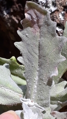 Andryala pinnatifida image