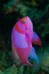 Pseudanthias pleurotaenia