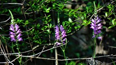 Physostegia purpurea