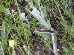 Malacosoma alpicolum