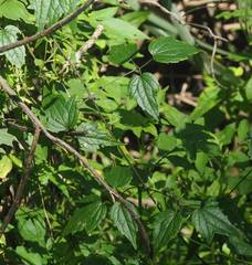 Clematis leschenaultiana
