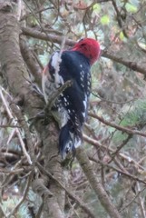 Sphyrapicus ruber ruber