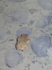 Trachycephalus typhonius