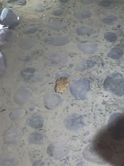 Trachycephalus typhonius