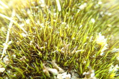 Campylopus atrovirens