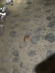 Trachycephalus typhonius