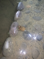 Trachycephalus typhonius