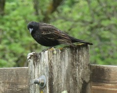 Agelaius phoeniceus caurinus