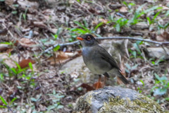 Catharus mexicanus