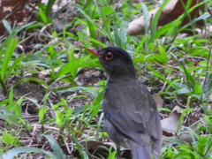 Catharus mexicanus