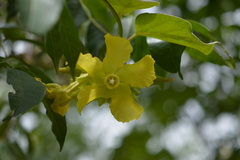Prestonia mollis