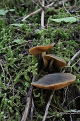 Cortinarius clandestinus