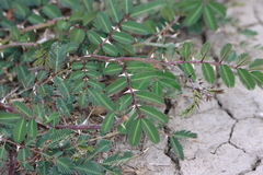 Mimosa asperata