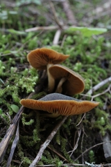 Cortinarius clandestinus