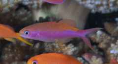 Luzonichthys waitei