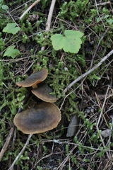 Cortinarius clandestinus