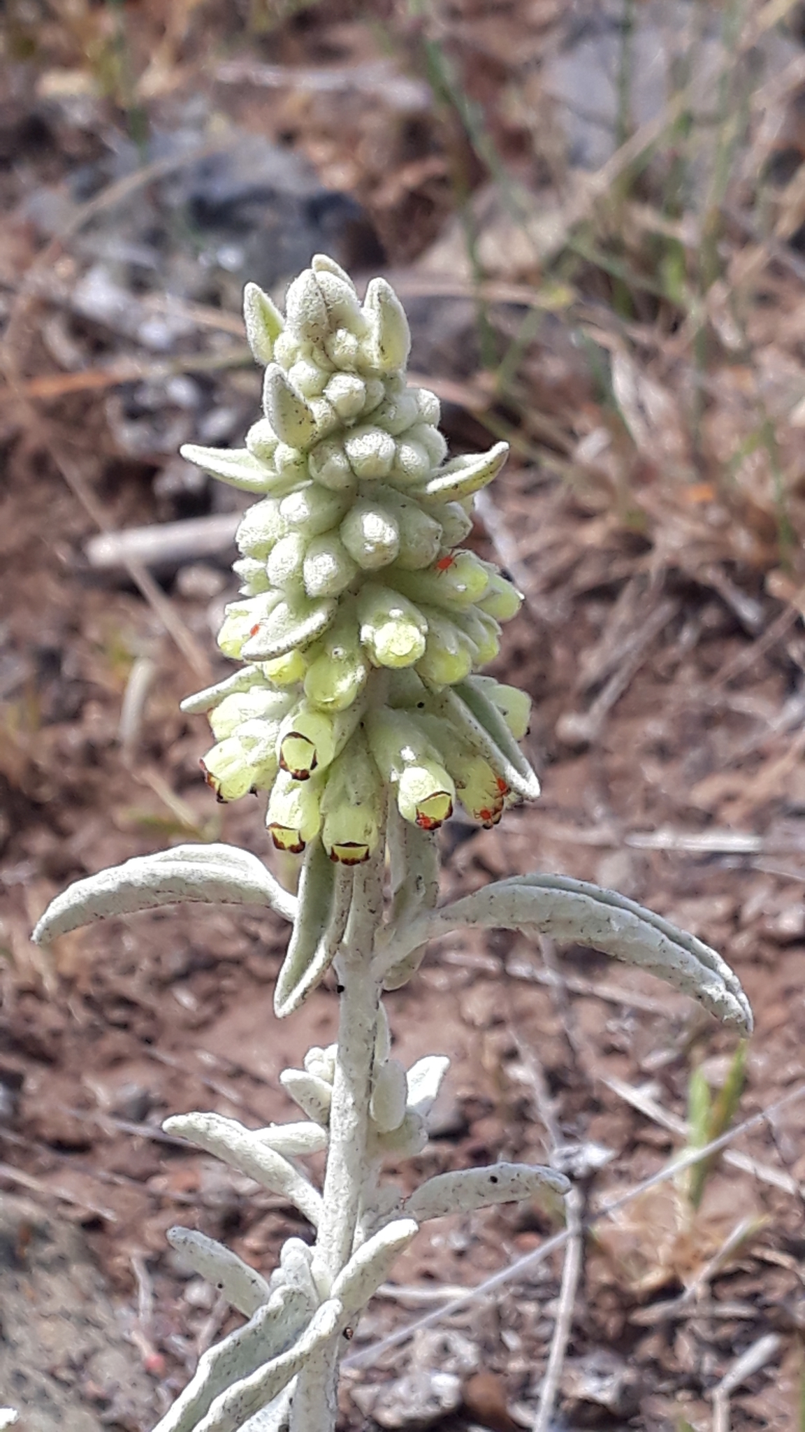 Sideritis santosii