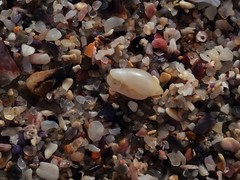 Austroginella translucida