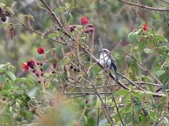 Ochthoeca rufipectoralis