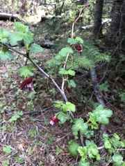 Ribes lobbii