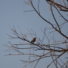 Vireo bellii
