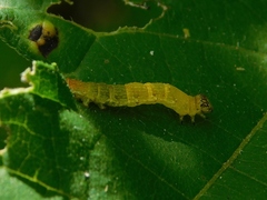 Acontiinae